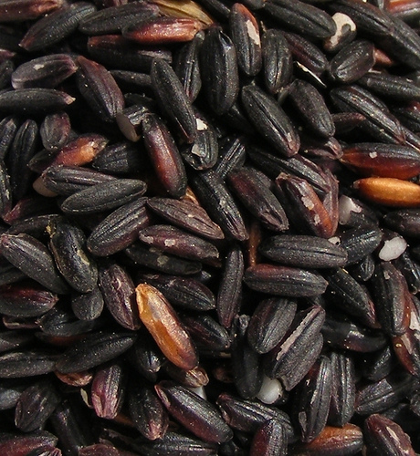 Black Rice (via <a href="http://www.flickr.com/photos/fotoosvanrobin/3663018458/in/photostream/">FotoosVanRobin</a>)